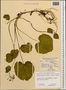 Pachyphragma macrophyllum (Hoffm.) N. Busch, Caucasus, North Ossetia, Ingushetia & Chechnya (K1c) (Russia)