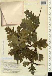 Quercus robur subsp. pedunculiflora (K.Koch) Menitsky, Caucasus, Dagestan (K2) (Russia)