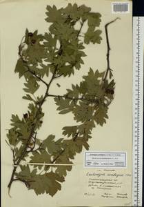 Crataegus ambigua C. A. Mey. ex A. K. Becker, Eastern Europe, Lower Volga region (E9) (Russia)