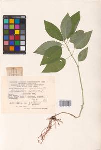 Mercurialis perennis L., Eastern Europe, West Ukrainian region (E13) (Ukraine)