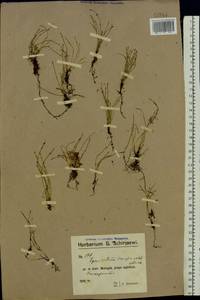 Equisetum scirpoides Michx., Eastern Europe, Northern region (E1) (Russia)