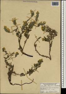 Arnebia guttata Bunge, South Asia, South Asia (Asia outside ex-Soviet states and Mongolia) (ASIA) (India)