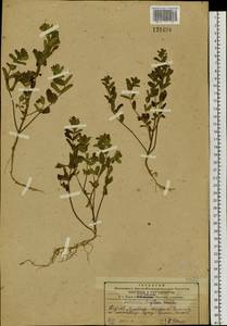 Scutellaria strigillosa Hemsl., Siberia, Russian Far East (S6) (Russia)