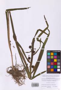 Sparganium erectum L., Eastern Europe, Moscow region (E4a) (Russia)