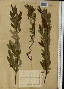 Salix aurita × viminalis, Eastern Europe, Central region (E4) (Russia)