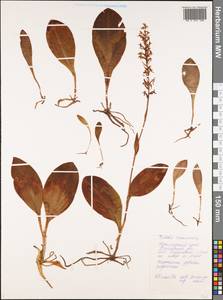 Platanthera ussuriensis (Regel) Maxim., Siberia, Russian Far East (S6) (Russia)