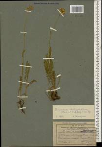 Tanacetum aureum (Lam.) Greuter, M. V. Agab. & Wagenitz, Caucasus, Azerbaijan (K6) (Azerbaijan)