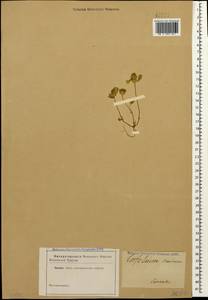 Trifolium scabrum L., Caucasus (no precise locality) (K0)