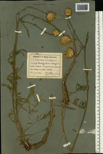 Centaurea orientalis L., Eastern Europe, South Ukrainian region (E12) (Ukraine)