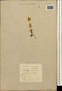 Anthyllis vulneraria subsp. boissieri (Sagorski)Bornm., Caucasus, Krasnodar Krai & Adygea (K1a) (Russia)