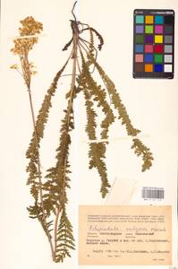 Filipendula vulgaris Moench, Eastern Europe, Lower Volga region (E9) (Russia)