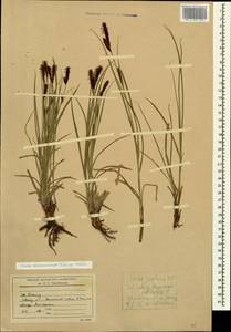 Carex melanostachya M.Bieb. ex Willd., Caucasus, Stavropol Krai, Karachay-Cherkessia & Kabardino-Balkaria (K1b) (Russia)