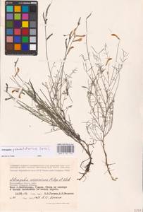 Astragalus pseudotataricus Boriss., Eastern Europe, Lower Volga region (E9) (Russia)