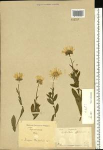 Calendula officinalis L., Eastern Europe, North Ukrainian region (E11) (Ukraine)