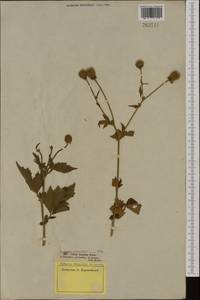Geum aleppicum Jacq., Eastern Europe, Latvia (E2b) (Latvia)