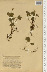 Viola tanaitica Grosset, Eastern Europe, Central forest-and-steppe region (E6) (Russia)