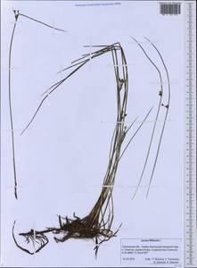 Juncus filiformis L., Siberia, Russian Far East (S6) (Russia)