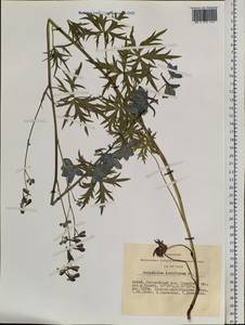 Delphinium laxiflorum DC., Siberia, Altai & Sayany Mountains (S2) (Russia)
