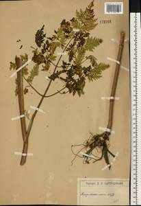 Conioselinum tataricum Hoffm., Eastern Europe, Moscow region (E4a) (Russia)