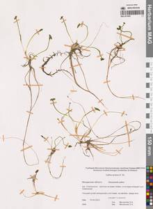 Caltha palustris var. radicans (T.F.Forst.) Beck, Siberia, Chukotka & Kamchatka (S7) (Russia)