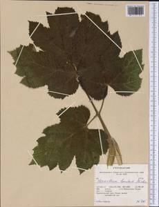 Heracleum sphondylium subsp. elegans (Crantz) Schübl. & G. Martens, America (AMER) (United States)