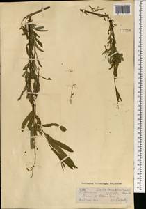 Salix miyabeana Seemen, Mongolia (MONG) (Mongolia)