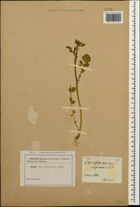 Cardamine uliginosa M.Bieb., Caucasus (no precise locality) (K0)