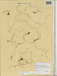 Ranunculus reptans L., Eastern Europe, Northern region (E1) (Russia)