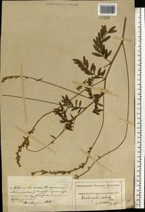 Onobrychis viciifolia Scop., Eastern Europe, South Ukrainian region (E12) (Ukraine)