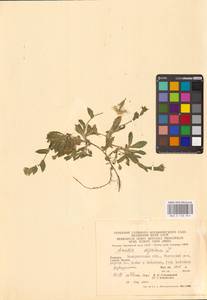 Arabis alpina L., Eastern Europe, West Ukrainian region (E13) (Ukraine)