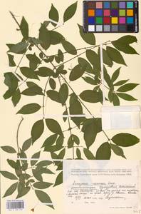 Euonymus verrucosus Scop., Eastern Europe, Volga-Kama region (E7) (Russia)