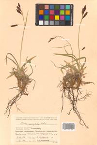 Carex microchaeta subsp. nesophila (Holm) D.F.Murray, Siberia, Chukotka & Kamchatka (S7) (Russia)