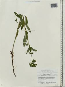 Euphorbia caesia Kar. & Kir., Eastern Europe, Middle Volga region (E8) (Russia)