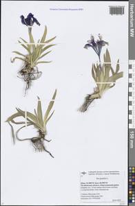 Iris pumila L., Eastern Europe, Eastern region (E10) (Russia)