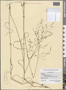 Poa palustris L., Eastern Europe, Northern region (E1) (Russia)