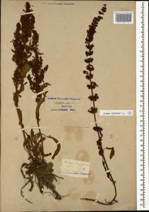 Rumex maritimus L., Caucasus, Krasnodar Krai & Adygea (K1a) (Russia)