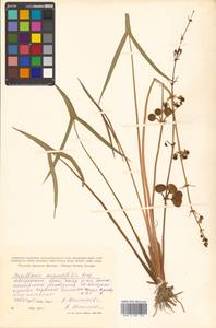 Sagittaria trifolia L., Siberia, Russian Far East (S6) (Russia)