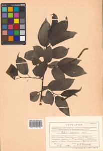 Chosenia urbaniana (Seemen) N. Chao, Siberia, Russian Far East (S6) (Russia)