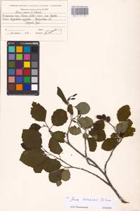 Alnus incana subsp. kolaensis (N.I.Orlova) Á.Löve & D.Löve, Eastern Europe, Eastern region (E10) (Russia)