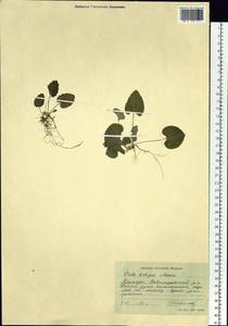 Viola hirtipes S. Moore, Siberia, Russian Far East (S6) (Russia)