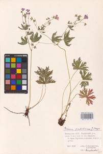 Geranium pseudosibiricum J. Mayer, Eastern Europe, Eastern region (E10) (Russia)