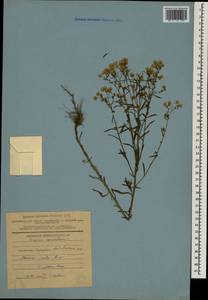 Erigeron canadensis L., Caucasus, Azerbaijan (K6) (Azerbaijan)