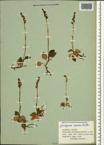 Goodyera repens (L.) R.Br., Caucasus, Stavropol Krai, Karachay-Cherkessia & Kabardino-Balkaria (K1b) (Russia)