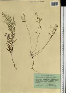 Dontostemon dentatus (Bunge) C. A. Mey. ex Ledeb., Siberia, Russian Far East (S6) (Russia)