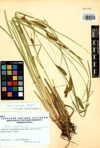 Carex vesicata Meinsh., Siberia, Baikal & Transbaikal region (S4) (Russia)