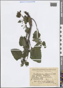 Scrophularia ilwensis K.Koch, Caucasus, Georgia (K4) (Georgia)