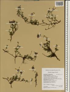 Thymus integer Griseb., South Asia, South Asia (Asia outside ex-Soviet states and Mongolia) (ASIA) (Cyprus)