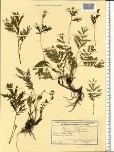 Artemisia latifolia Ledeb., Eastern Europe, Volga-Kama region (E7) (Russia)