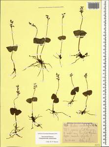 Neottia cordata (L.) Rich., Caucasus, Stavropol Krai, Karachay-Cherkessia & Kabardino-Balkaria (K1b) (Russia)