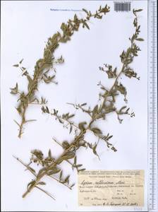 Lycium ruthenicum Murray, Middle Asia, Northern & Central Tian Shan (M4) (Kyrgyzstan)